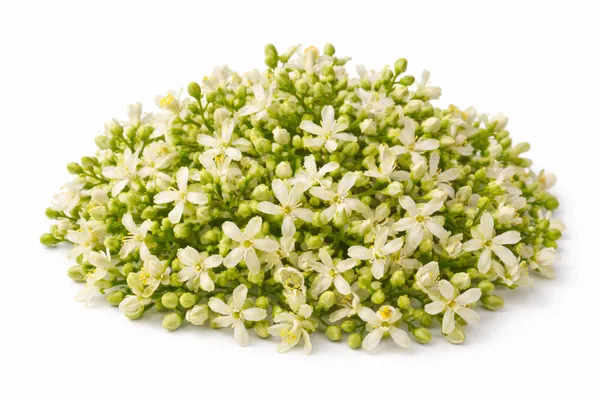 Neem_Flower_Azadirachta_Indica